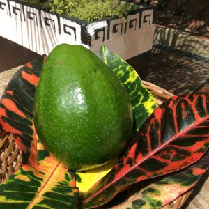 Cesta de Aguacate