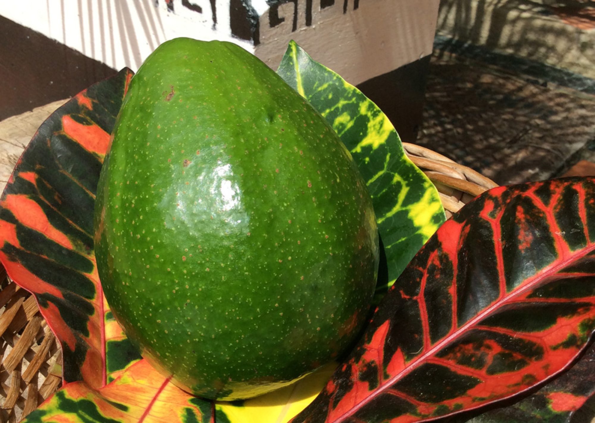 AGUACATE CHOQUETTE