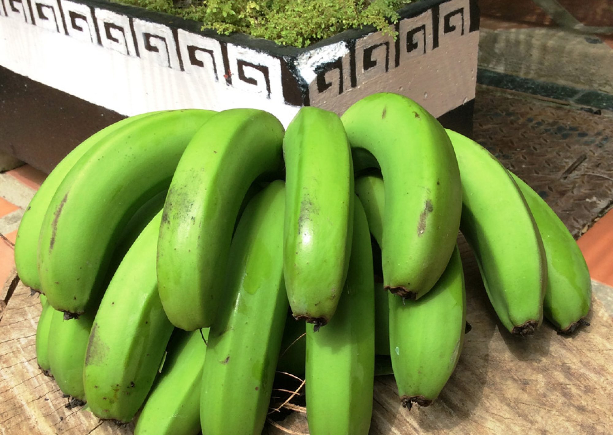 CAMBUR COSTA MAYA