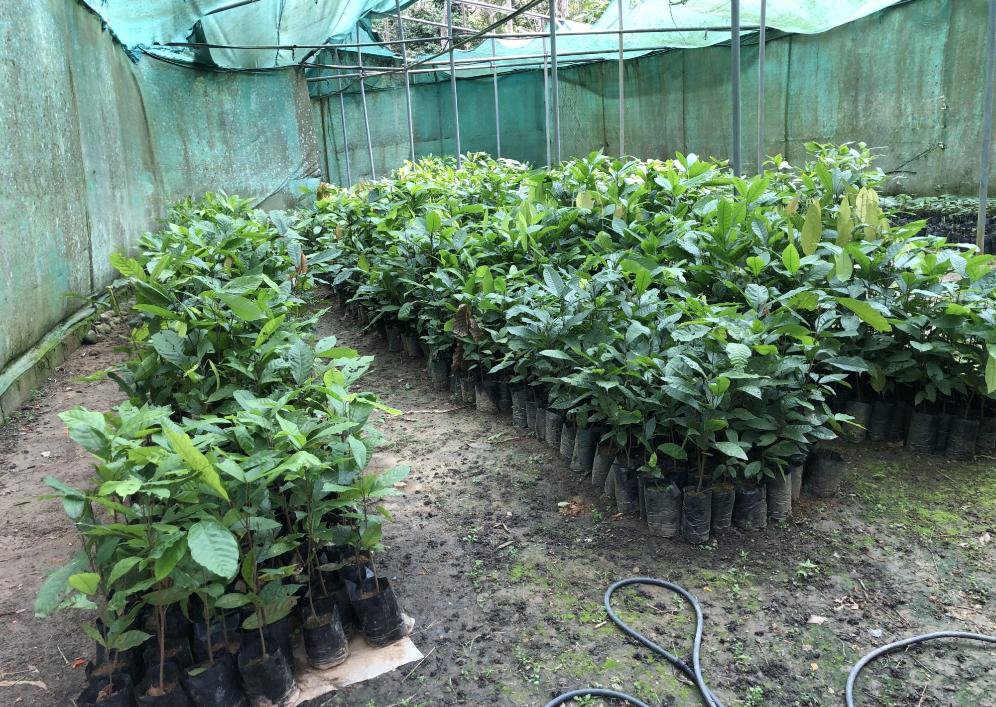 Vivero Cacao marzo 2021