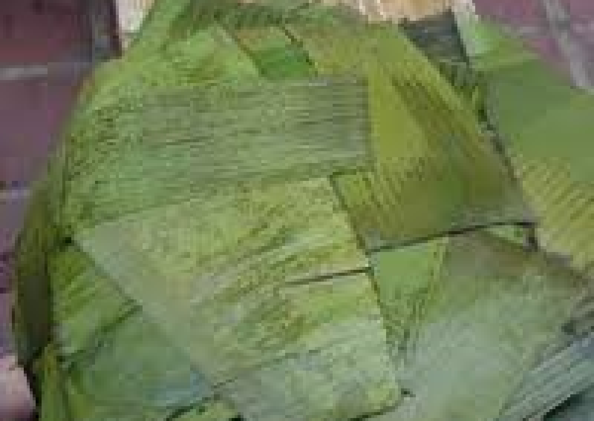 hoja de hallaca